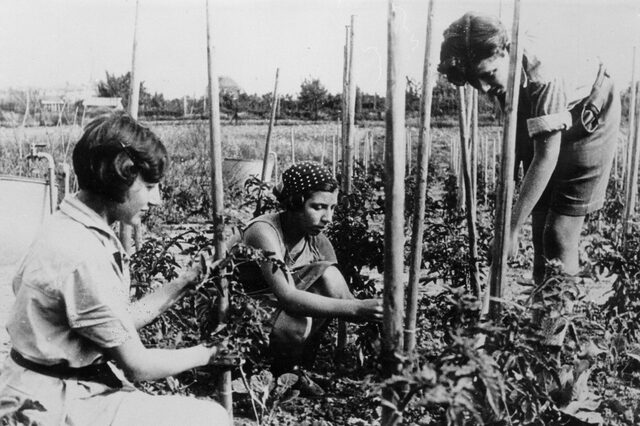 Auf dem Bild sind drei junge Frauen bei der Feldarbeit zu sehen. Sie hocken und stehen dicht beisammen um einen Anbindestock auf einem Feld. Eine bindet grade eine Pflanze an, eine andere hat einen weiteren Stock in der Hand. Die Dritte harkt daneben den Boden.