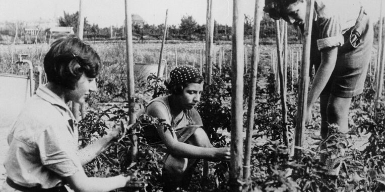 Auf dem Bild sind drei junge Frauen bei der Feldarbeit zu sehen. Sie hocken und stehen dicht beisammen um einen Anbindestock auf einem Feld. Eine bindet grade eine Pflanze an, eine andere hat einen weiteren Stock in der Hand. Die Dritte harkt daneben den Boden.