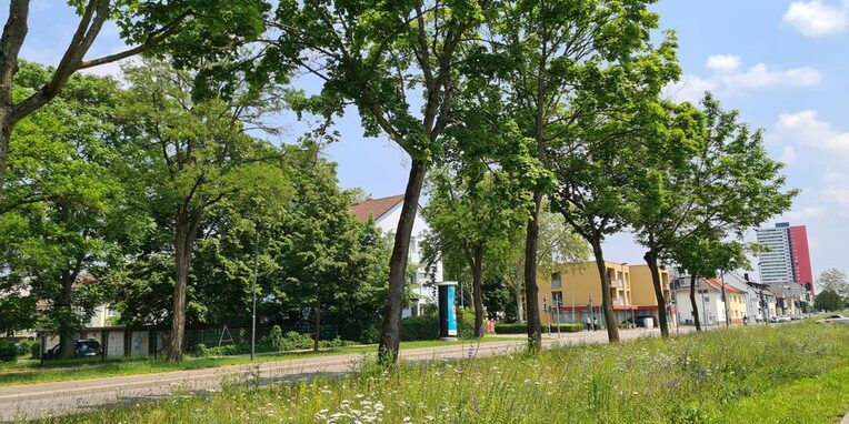 Symbolbild: Baumallee
