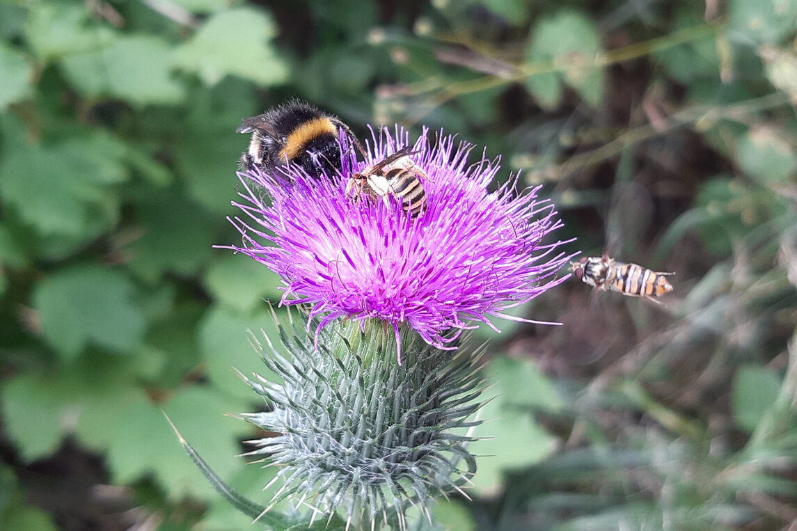 Hummel, Wespe und Schwebfliege auf Distel