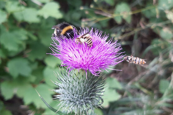 Hummel, Wespe und Schwebfliege auf Distel