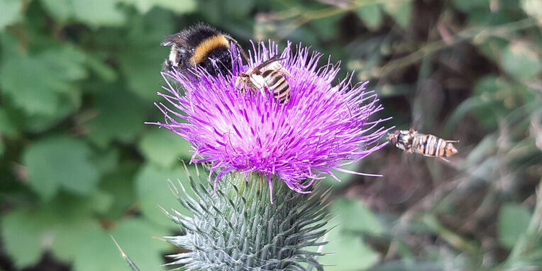 Hummel, Wespe und Schwebfliege auf Distel