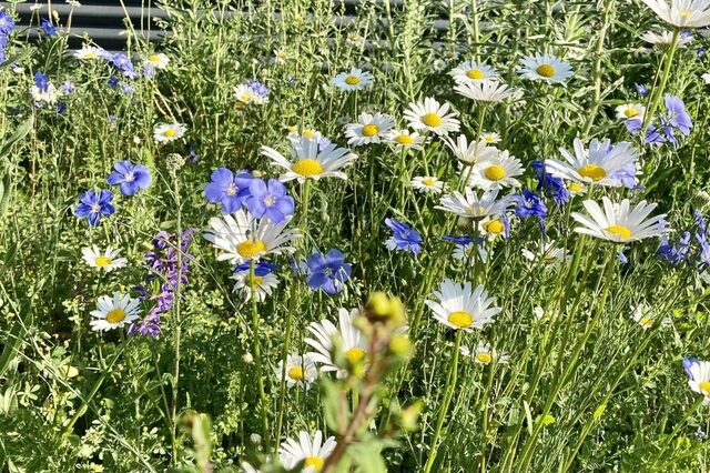 Symbolbild Wildblumen