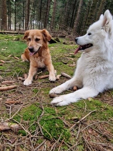Links liegend auf einem Waldboden der braune Golden Retriever, Therapiehund Nala,  rechts liegend der Therapiehund Malou, ein weißer Samojede
