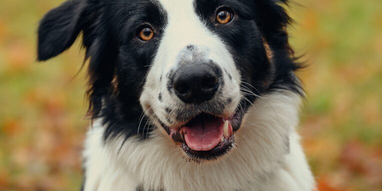 Ein schwarz/weißer Hund mit einer Leine am Halsband auf einer Wiese sitzend