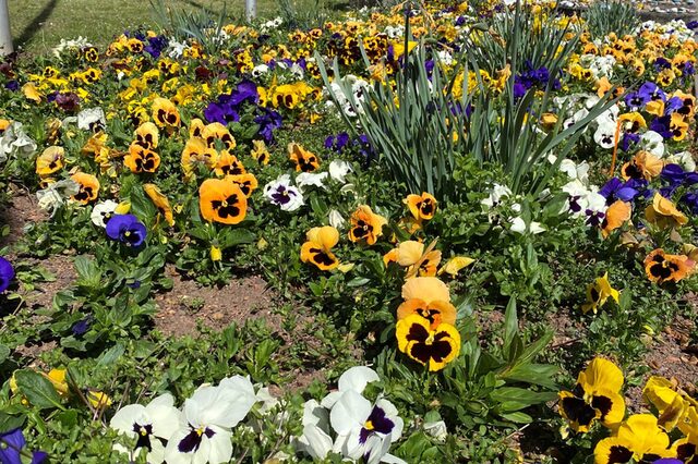 Blumenfeld vor dem Rathaus Neu-Isenburg