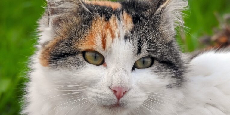 Bild einer weißen Katze mit braun, schwarzem Köpfchen in der freien Natur im Gras