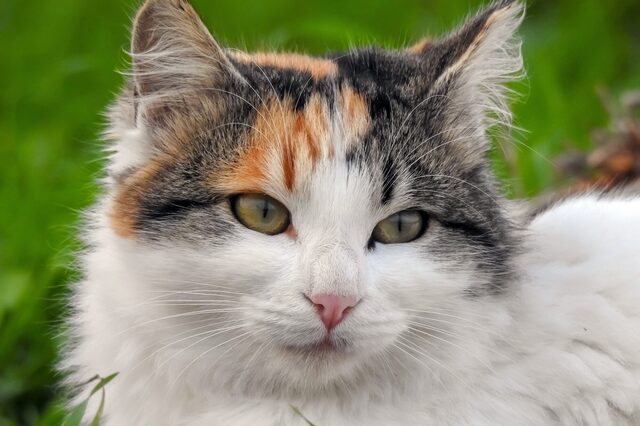 Bild einer weißen Katze mit braun, schwarzem Köpfchen in der freien Natur im Gras