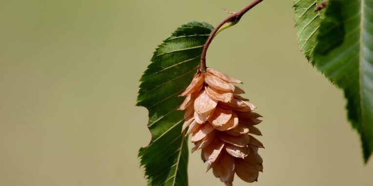 Frucht einer Hopfenbuche