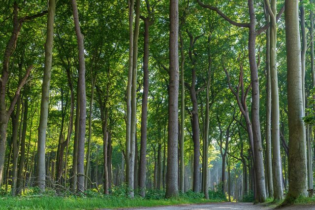 Wald, Bäume, Lichtung
