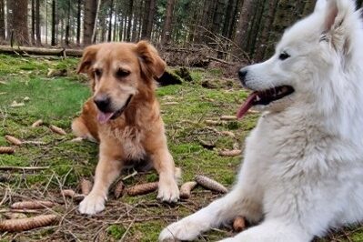Nala (links) und Malou (rechts)