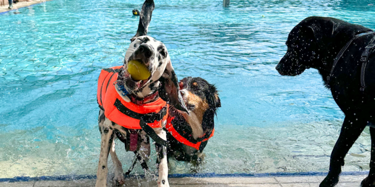 Die 3 Hunde haben sichtlich Spaß im Schwimmbecken im WaldSchwimmbad in Neu-Isenburg