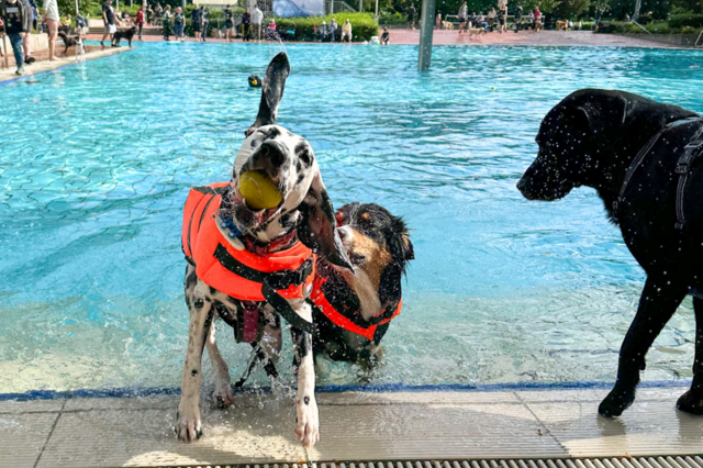 Die 3 Hunde haben sichtlich Spaß im Schwimmbecken im WaldSchwimmbad in Neu-Isenburg