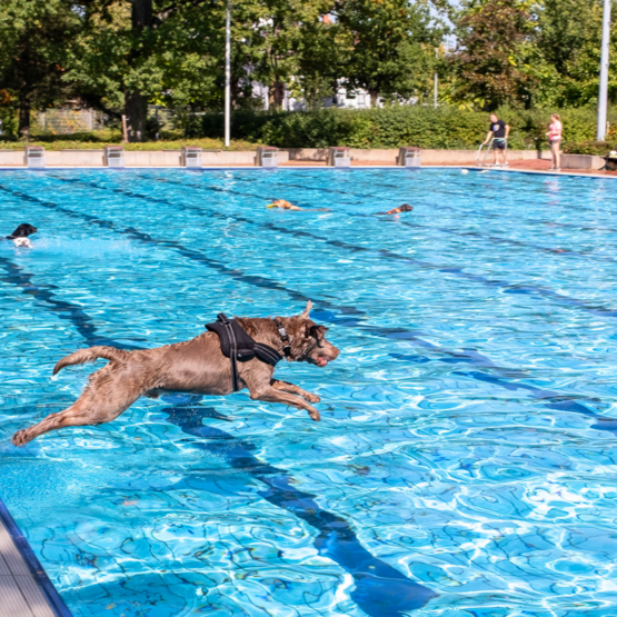 Ein Hund springt ins Schwimmbecken