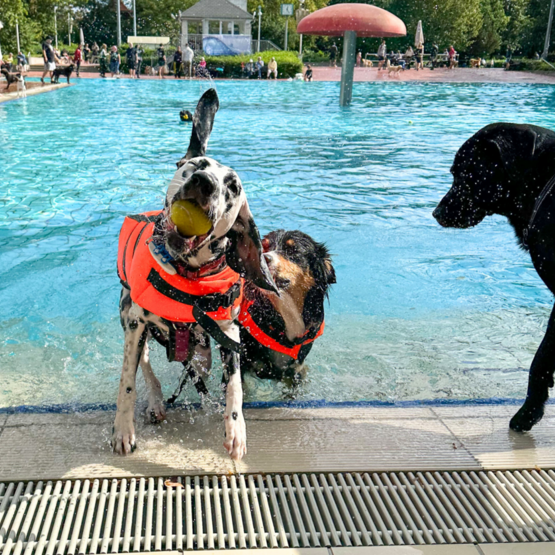Die 3 Hunde am Schwimmbeckenrand haben sichtlich Spaß am Schwimmbecken