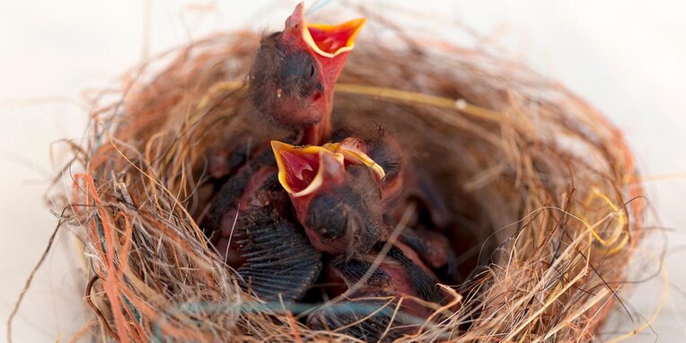 2 hungrige Vogelbabys mit offenem Schnabel in einem Nest
