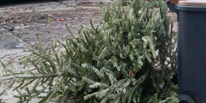 Liegender Weihnachtsbaum vor Biotonne