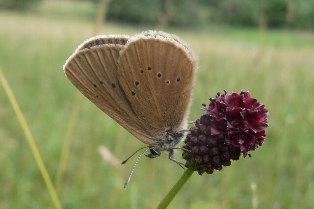 Der Ameisenbläuling auf einer Blütendolte