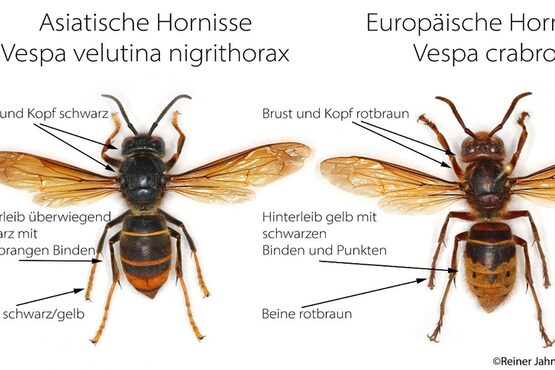Bild der asiatischen Hornisse links und der europischen Hornisse rechts