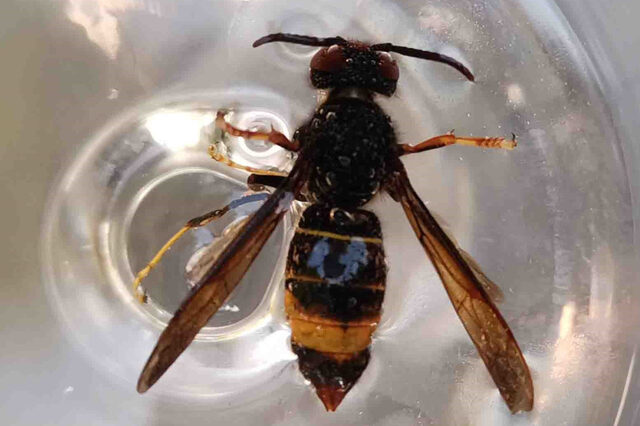 Vespa velutina
