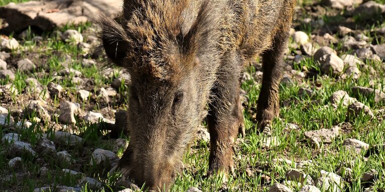 Ein Wildschwein bei der Futtersuche