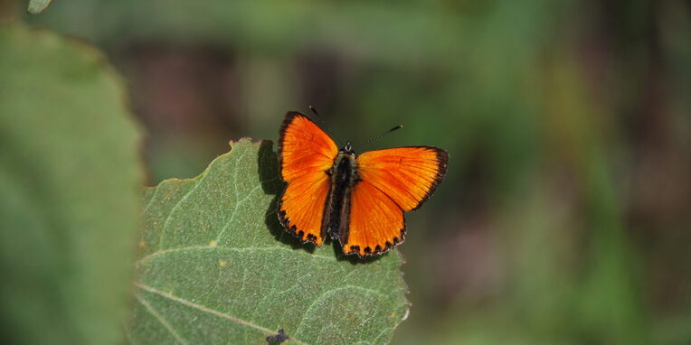 lycaena_dukatenfalter