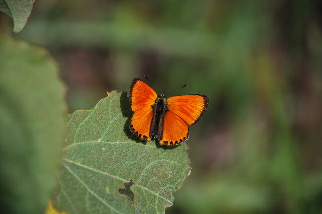 lycaena_dukatenfalter