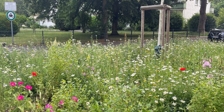 Blühwiese in Gravenbruch, Am Forsthaus Gravenbruch, 2. Juni 2025