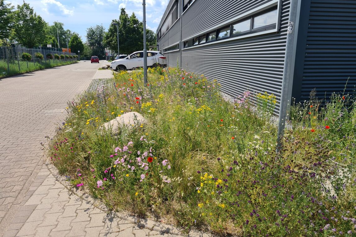 Blumenwiese DLB Neu-Isenburg