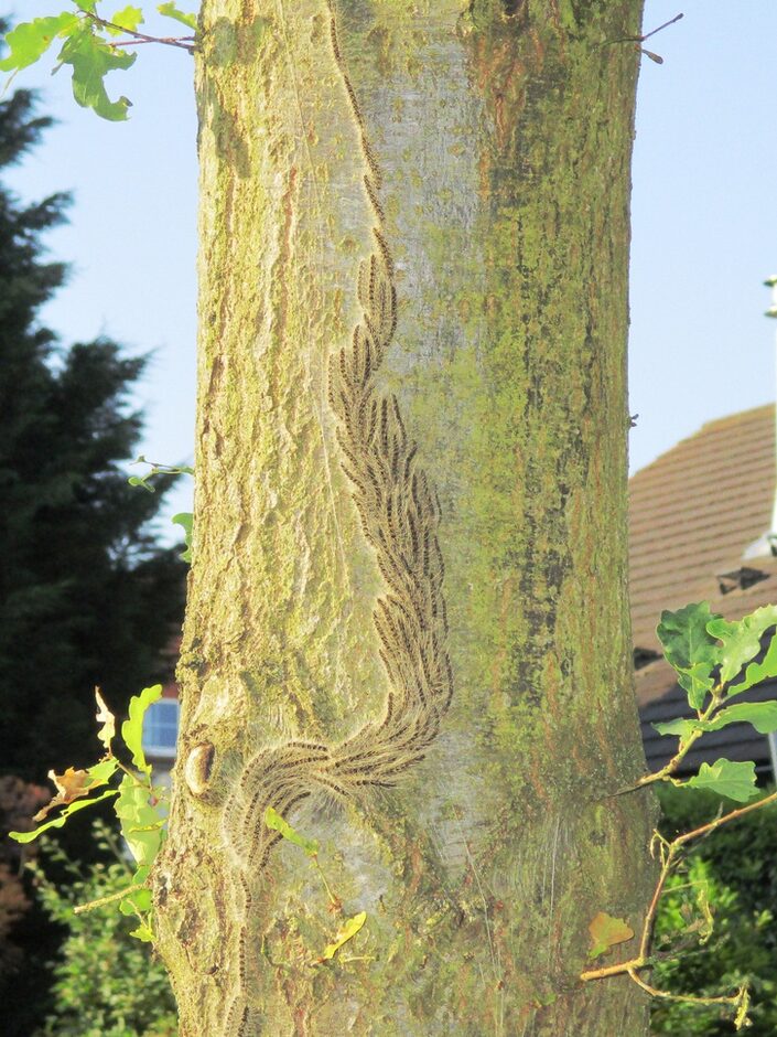 Baum mit Eichenprozessionsspinnern