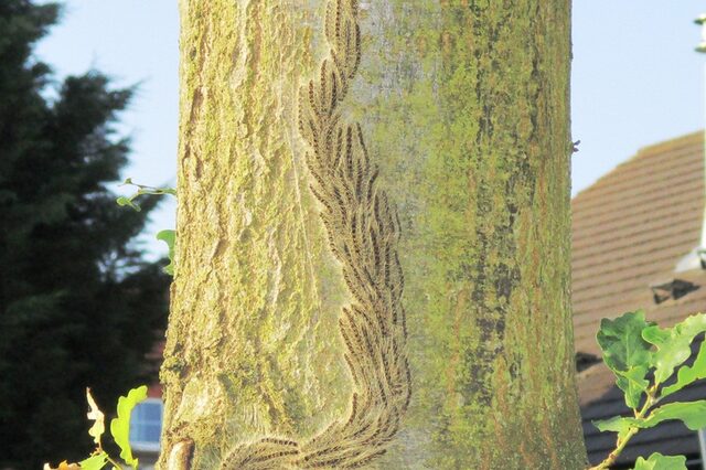 Eichenprozessionsspinner am Baum