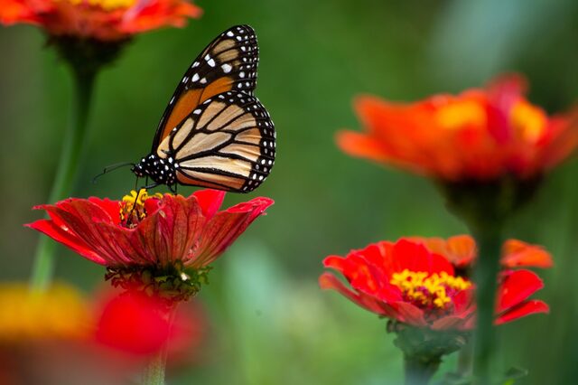 Schmetterling auf einer roten Blüte