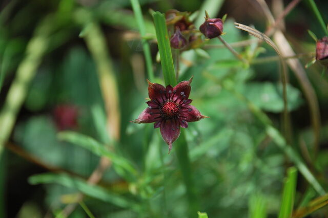 Sumpf-Blutauge (Comarum palustre)