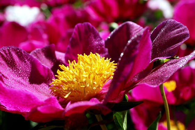 Eine offene Pfingstrose mit eine gelben Blüte