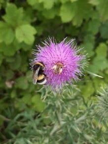 Erdhummel