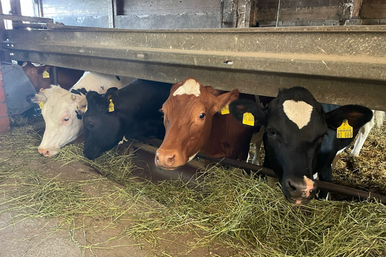 Besuch beim Bauer Lenhardt