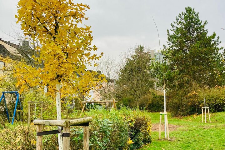 Bäume im Einsteinpark (Albert-Einstein-Straße)