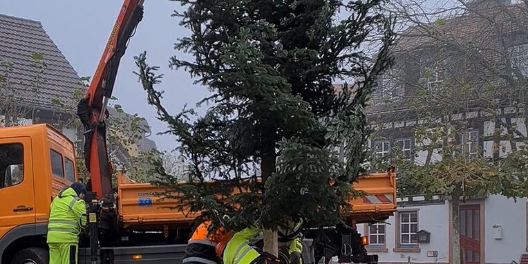 Aufstellen des Weihnachtsbaumes im Alten Ort