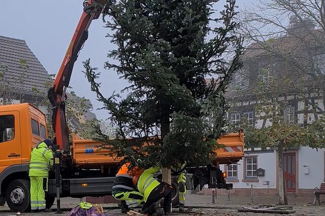 Aufstellen des Weihnachtsbaumes im Alten Ort