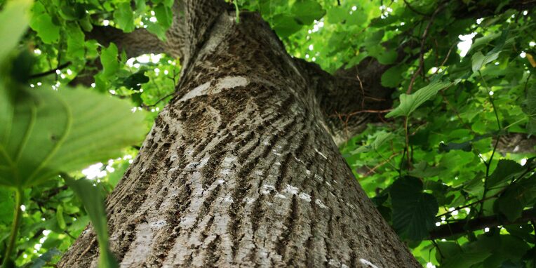 Baum