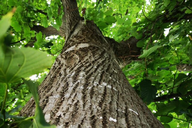 Baum