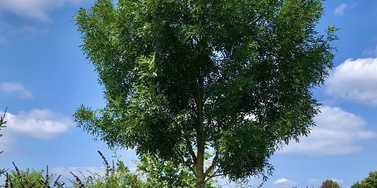 Fraxinus OFF (eine Esche)
