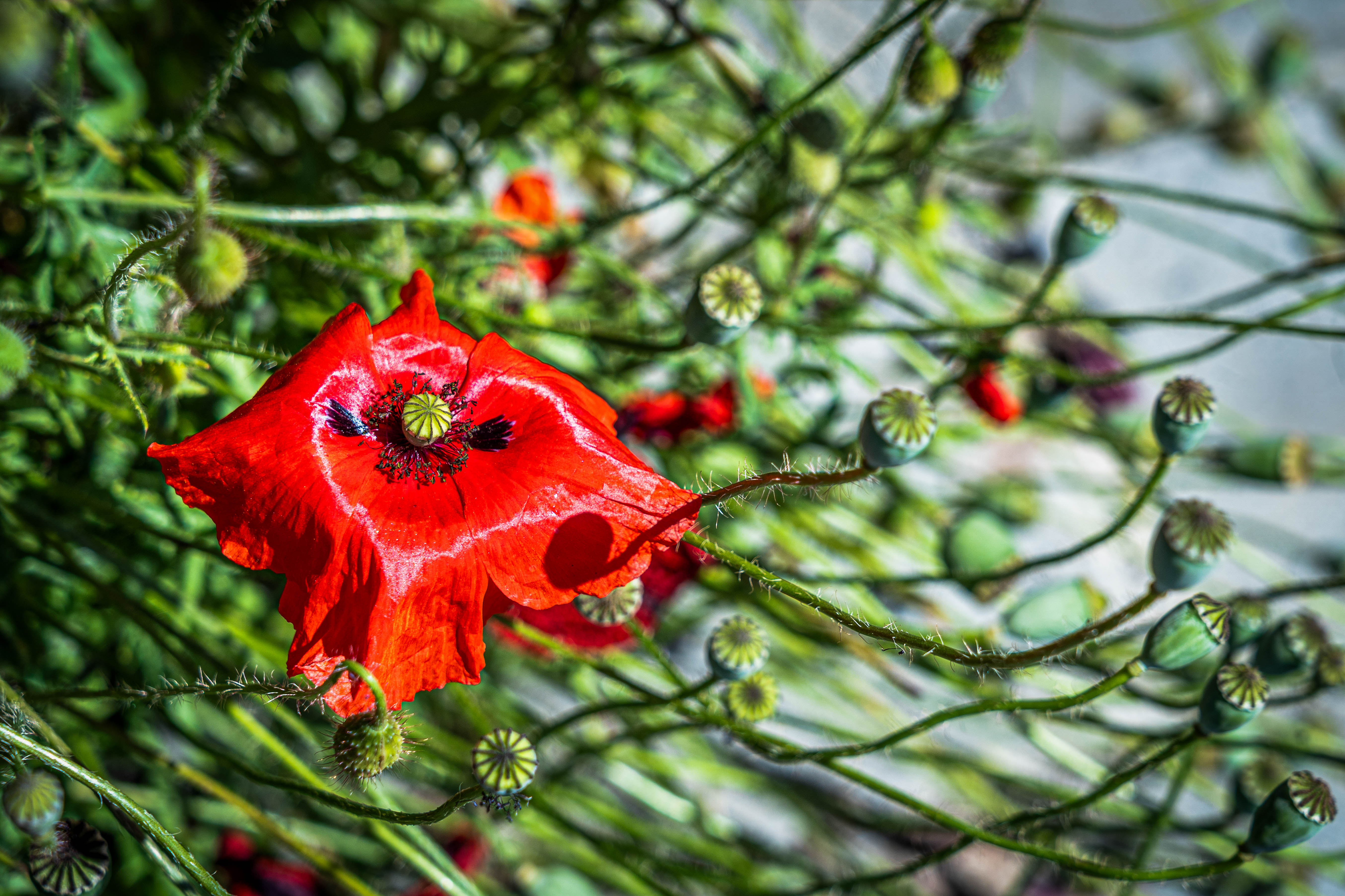 Mohnblume