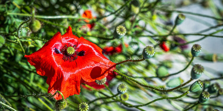 Mohnblume